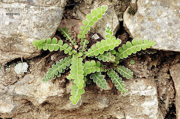 Milzfarn  Schiftfarn  Apothekerfarn (Asplenium ceterach  Ceterach officinarum  Asplenium officinarum)  Provence  Südfrankreich  Frankreich  Europa