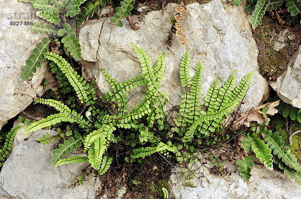 Braunstieliger Streifenfarn (Asplenium trichomanes)  Provence  Südfrankreich  Frankreich  Europa