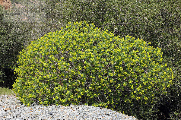 Baumartige Wolfsmilch  Baum-Wolfsmilch (Euphorbia dendroides)  Provence  Südfrankreich  Frankreich  Europa