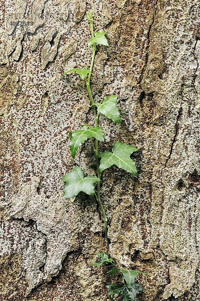 Efeu an Baumrinde (Hedera helix)  Nordrhein-Westfalen  Deutschland