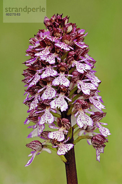 Purpur-Knabenkraut  Purpurknabenkraut (Orchis purpurea)  Provence  Südfrankreich  Frankreich  Europa