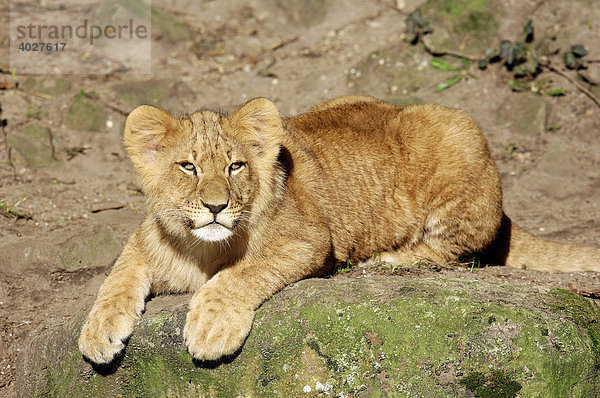 Afrikanischer Löwe (Panthera leo)  Jungtier