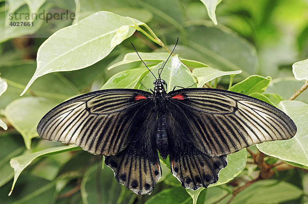 Gelbrand-Schwalbenschwanz (Papilio lowii)