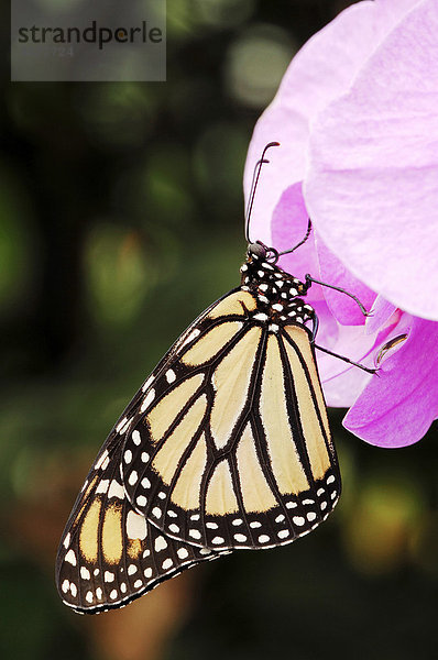 Monarchfalter  Monarch (Danaus plexippus)