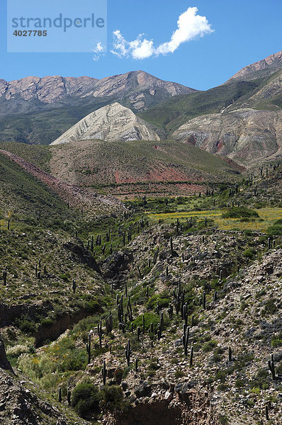 Altiplano  Bolivien  Südamerika