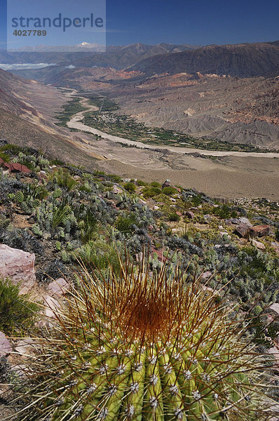 Kaktus  Tilcara  Jujuy Provinz  Argentinien  Südamerika