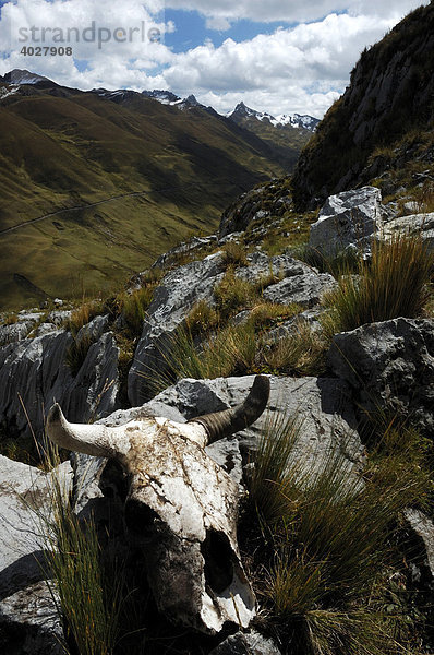 Kuhschädel auf dem Pfad  Paso Cacanampunta  Cordillera Huayhuash  Peru  Südamerika