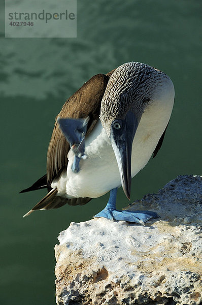 Blaufußtölpel (Sula nebouxii)  Galapagos Inseln  Ecuador  Südamerika
