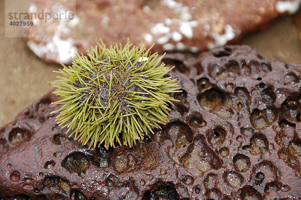 Seeigel (sea urchin) auf einem Felsen  Galapagos Inseln  Ecuador  Südamerika