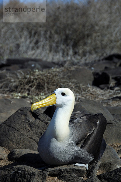 Galapagos Albatros (Diomedea irrorata)  Galápagos-Inseln  Ecuador  Südamerika