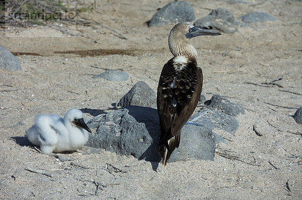 Blaufußtölpel (Sula nebouxii) und Jungvogel  Galápagos-Inseln  Ecuador  Südamerika