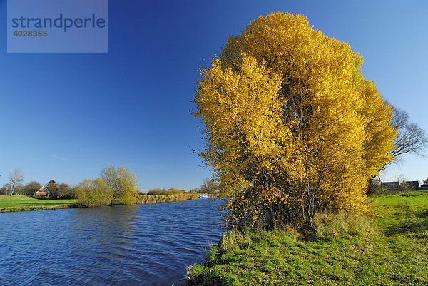 Herbstlandschaft mit Bäumen an der Dove Elbe in Reitbrook  Hamburg  Deutschland  Europa