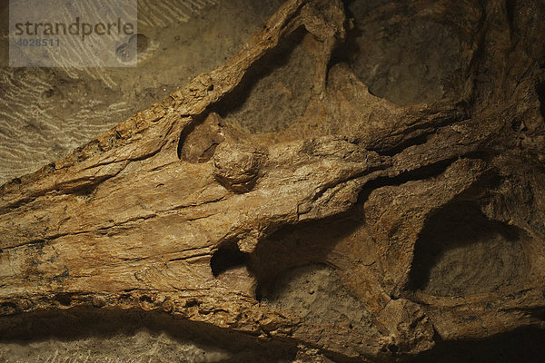 Fossil  Jurassic Coast  Südengland  Großbritannien  Europa