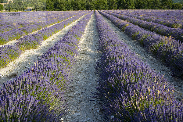 Lavendel (Lavandula)  Sault  Vaucluse  Provence  Frankreich  Europa
