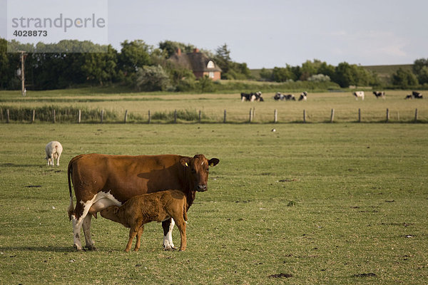Kuh mit Kalb auf Weide  Nordfriesland  Schleswig-Holstein  Deutschland  Europa