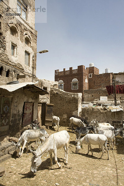 Eselmarkt  Sana´a  Jemen  Naher Osten