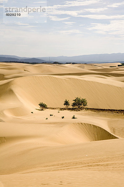 Sandwüste auf dem Istmus de Medanos  Halbinsel Paraguana  Venezuela  Südamerika