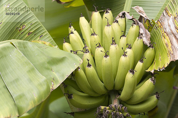 Bananenstaude  Venezuela  Südamerika