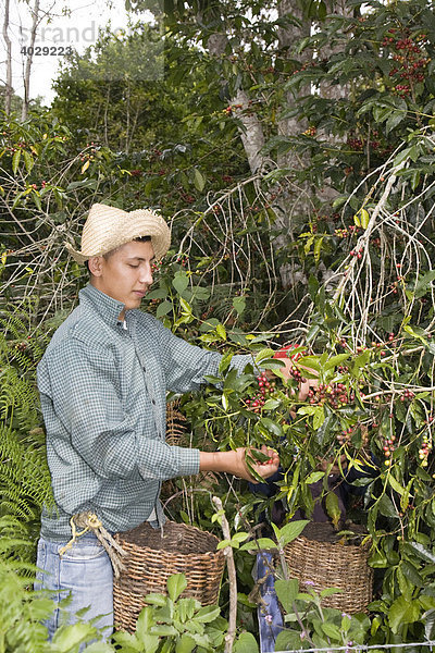Mann bei Kaffee-Ernte auf der Plantage der Hacienda El Carmen  Jaji  Anden  Venezuela  Südamerika