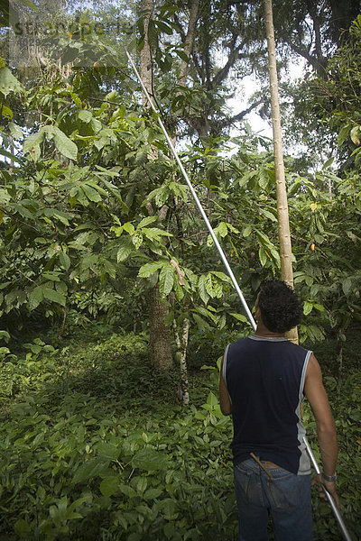 Mann bei der Ernte in der Kakaoplantage  Hacienda Bukare  Kakaoanbau und -verarbeitung  Chacaracual  Rio Caribe  Sucre  Venezuela  Südamerika