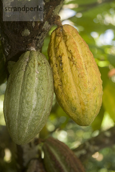 Kakaofrüchte am Baum  Kakaoplantage  Hacienda Bukare  Kakaoanbau und -verarbeitung  Chacaracual  Rio Caribe  Sucre  Venezuela  Südamerika