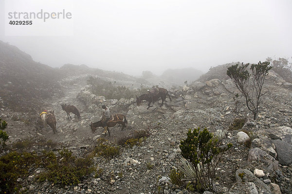 In den Wolken  3500m Höhe  Junge führt seine Esel zurück ins Tal  Nationalpark Sierra Nevada de Merida  Anden  Venezuela  Südamerika