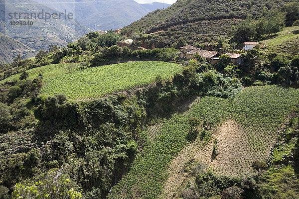 Landwirtschaft in der Sierra Nevada  Anden  Venezuela  Südamerika