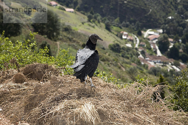Vogel blickt auf Bergdorf Santa Fe  Anden  Venezuela  Südamerika