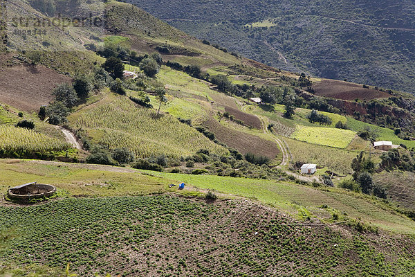 Landwirtschaft in der Sierra Nevada  San Jose  Anden  Venezuela  Südamerika