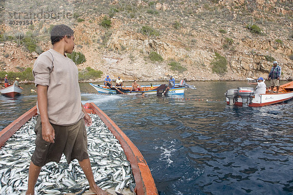 Fischer  Fischfang  Sardinen  Santa Fe  Karibik  Venezula  Südamerika