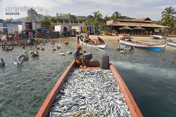 Fischfang  Boot voller Sardinen  Santa Fe  Karibik  Venezula  Südamerika