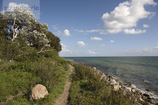 Wanderweg entlang der Ostseeküste  Insel Fehmarn  Schleswig-Holstein  Deutschland  Europa