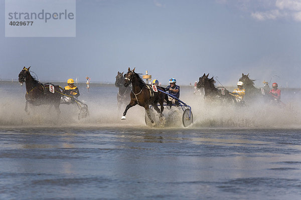 Traber kämpfen sich durch das Spritzwasser beim Pferderennen im Nordseewatt  Cuxhaven-Duhnen  Niedersachsen  Norddeutschland  Europa