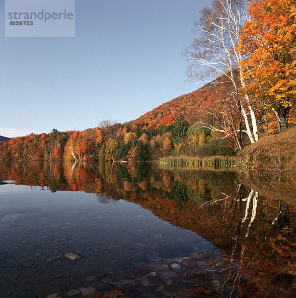 Herbstliche Laubfärbung  Indian Summer  in Vermont  Neuengland  USA