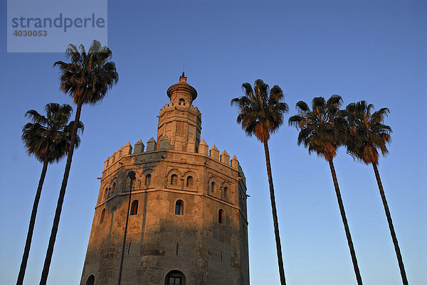 Torre del Oro und Palmen im weichen Morgenlicht  Andalusien  Spanien  Europa