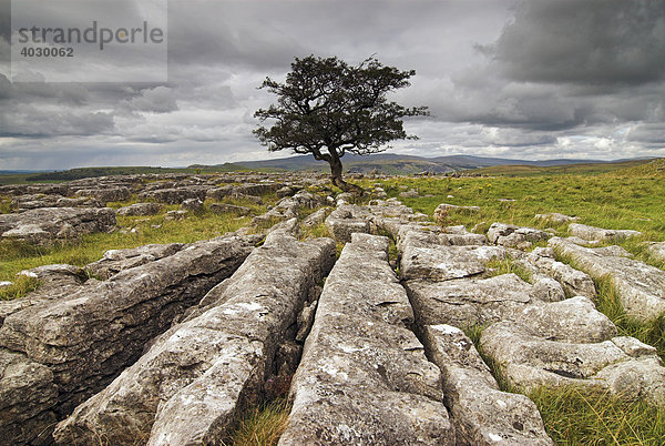 Einsamer Baum auf einem Weg aus Kalkstein in Winskill Stones bei Settle  Yorkshire  Großbritannien  Europa