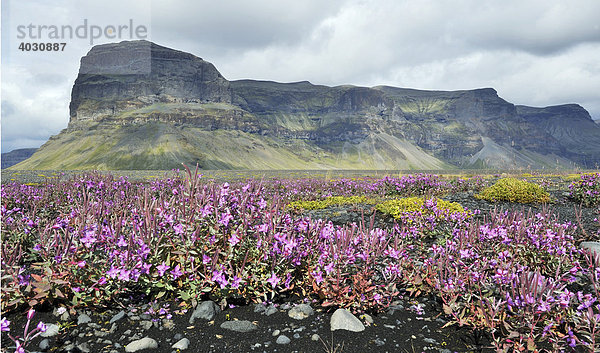 Flusstal mit schwarzer Vulkanerde und blühenden Pflanzen vor Tafelberg  Südküste  Island  Europa