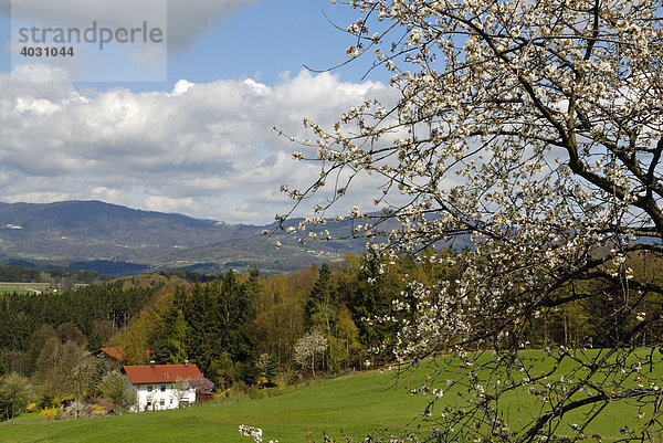 Baumblüte im Lallinger Winkel  Bayerischer Wald  Niederbayern  Bayern  Deutschland  Europa
