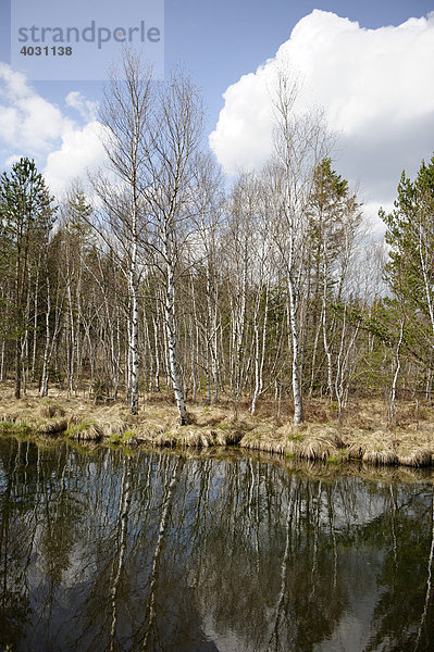 Birkenwald und Moorgebiet am Ellbach im Naturschutzgebiet an der Eichmühle  Bad Tölz  Oberbayern  Deutschland  Europa