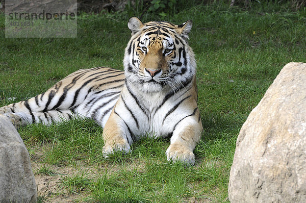 Sibirischer Tiger  Amurtiger (Panthea tigris altaica)  Tierpark  Deutschland  Europa