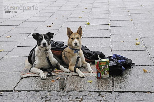 Hunde von einem Obdachlosen beim Hauptbahhof  Bremen  Freie Hansestadt Bremen  Deutschland  Europa