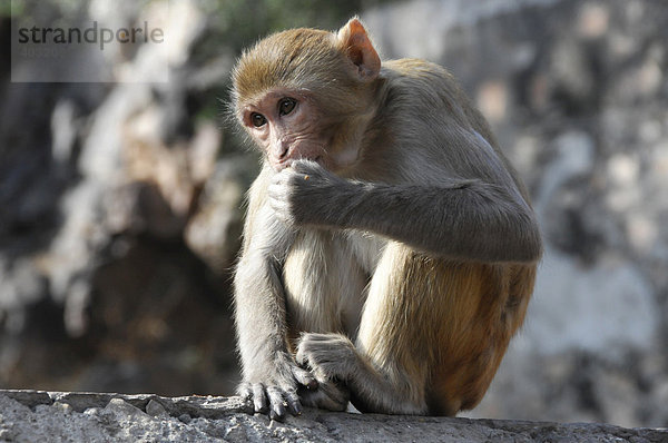 Affe in der Galta Schlucht  Jaipur  Rajasthan  Nordindien  Asien