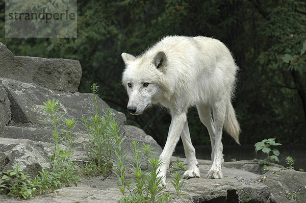 Weißer Wolf (Canis lupus)  Tierpark  Deutschland  Europa