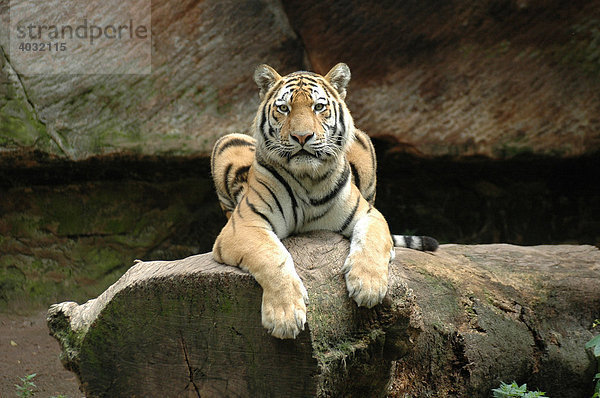 Sibirischer Tiger (Panthera tigris altaica)  Tierpark  Deutschland  Europa