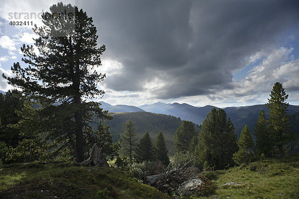 Zirbenwald im Nationalpark Nockberge  Schiestlscharte  Kärnten  Österreich  Europa