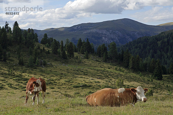 Kühe im Nationalpark Nockberge  Kärnten  Österreich  Europa