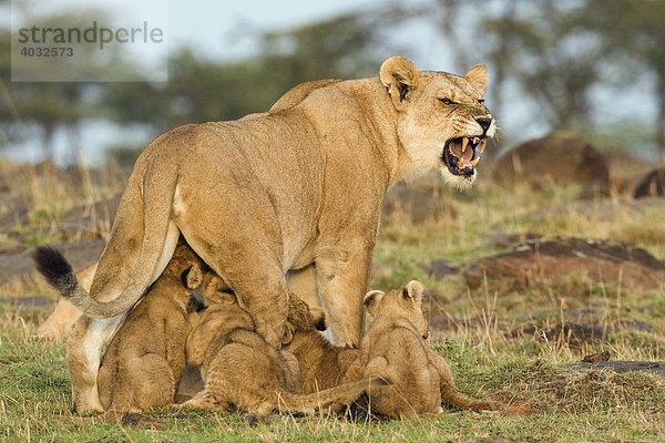 Löwe und Jungtiere (Panthera leo)  Masai Mara  Kenia  Afrika
