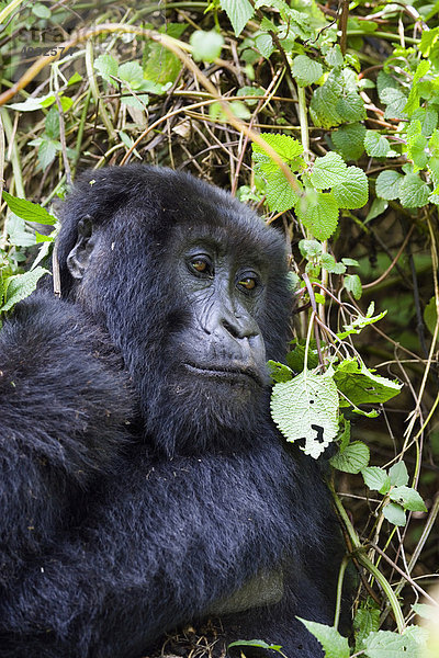 Berggorilla (Gorilla gorilla beringei)  Volcanoes Nationalpark  Ruanda  Afrika