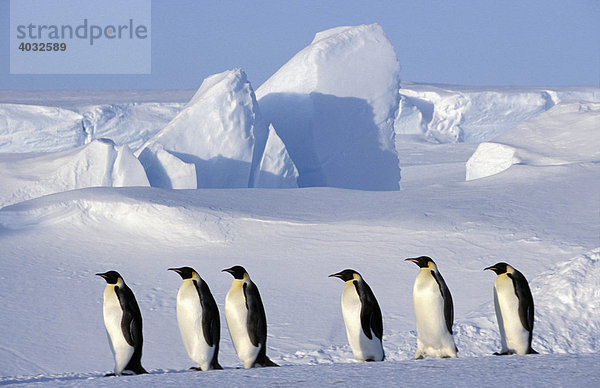 Kolonie von Kaiserpinguinen (Aptenodytes forsteri)  Dawson-Lambton-Gletscher  Antarktis
