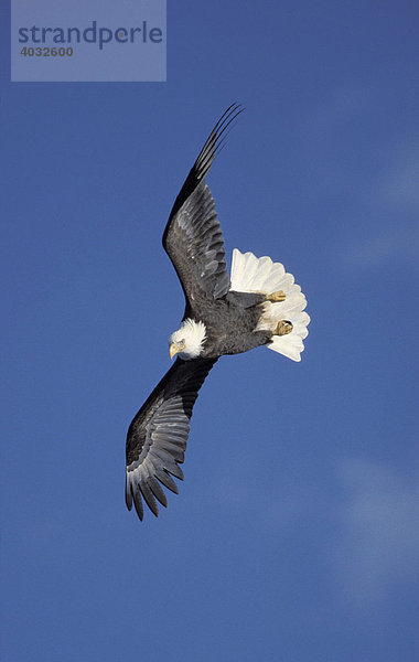 Weißkopfseeadler (Haliaeetus leucocephalus)  im Flug